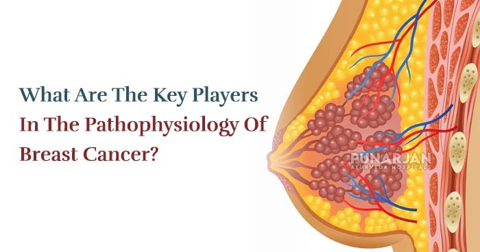 What Are The Key Players In The Pathophysiology Of Breast Cancer